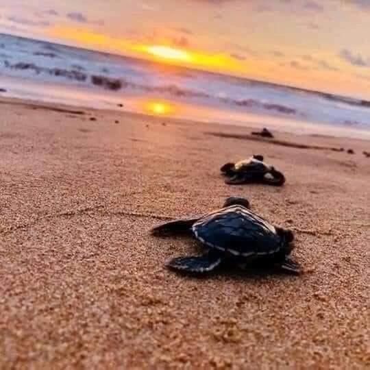 Mango Villa Hikkaduwa Buitenkant foto